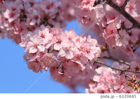 陽光桜のクローズアップ 6320685