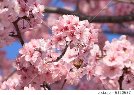 陽光桜のクローズアップ 6320687