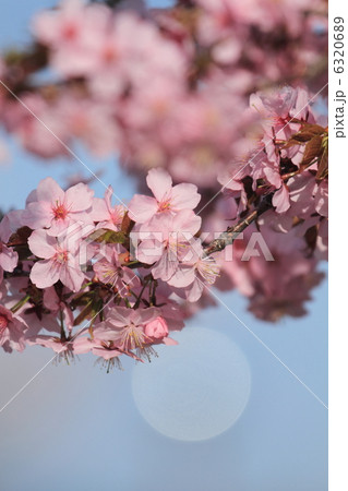 桜と光の丸ボケ 6320689