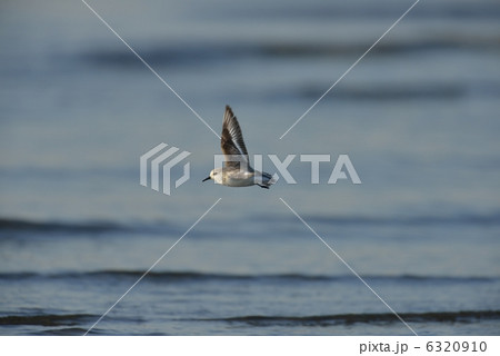 ミユビシギ 6320910