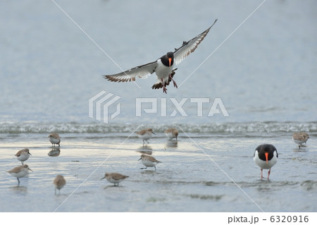 ミヤコドリ 6320916