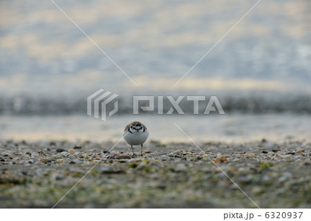 ミユビシギ 6320937