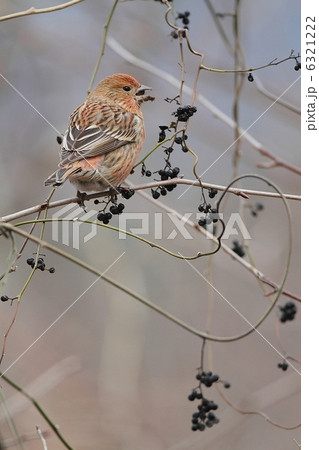 オオマシコ雌は採餌中 6321222