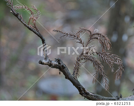 ヨシノスギ冬 6321253
