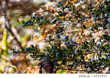 キクイタダキ 6321451