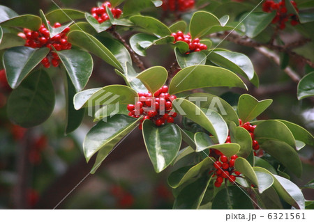 クロガネモチ01 6321561