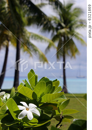 ティアレ・タヒチ ティアレ・タヒチ 6321869