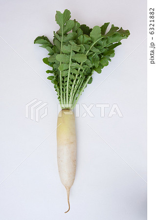 大根 大根 6321882