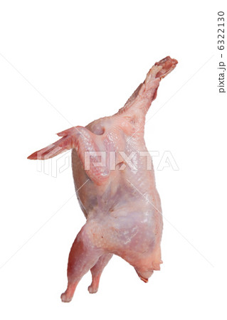 Partridge fresh bird isolated 6322130
