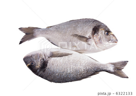 Two dorado fish isolated on white 6322133