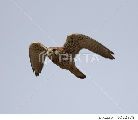 チョウゲンボウ 6322578