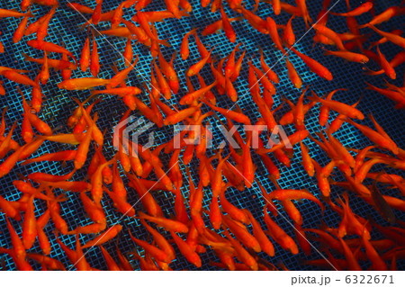 金魚いっぱい 金魚いっぱい 6322671