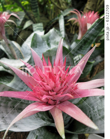 エクメアプリメラ エクメアプリメラ 6322709