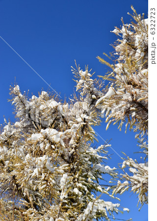 雪と木 6322723