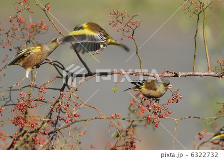 カワラヒワのケンカ 6322732