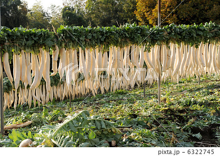 大根干し 6322745