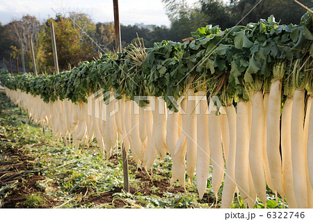 大根干し 6322746