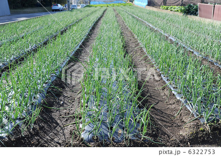 タマネギ畑 6322753