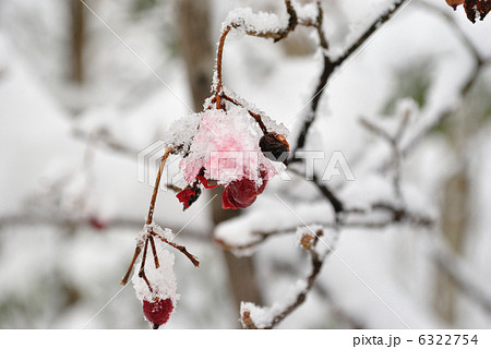 ガマズミシロップのかき氷 6322754