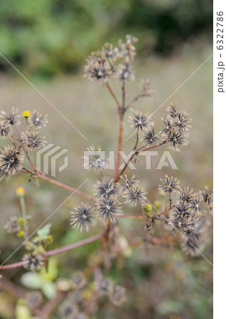 センダングサ 6322786