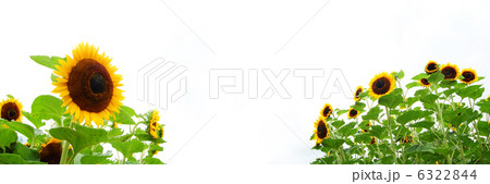 ひまわり 6322844