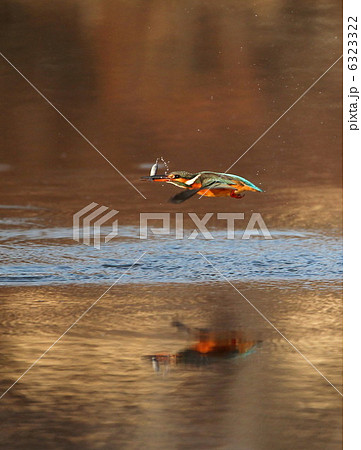 カワセミ 6323322