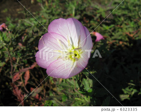 月見草や松宵草の仲間だが 昼間に開花する桃色の花の写真素材