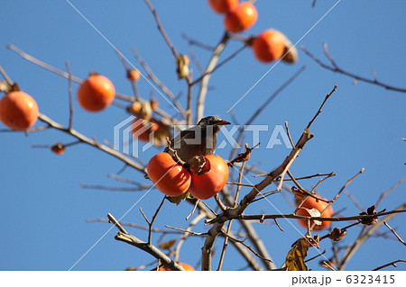 ヒヨドリと柿 6323415