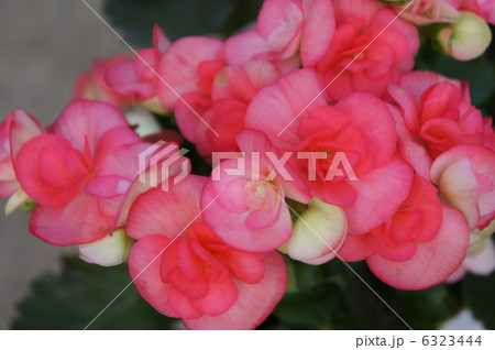 ベコニア 6323444