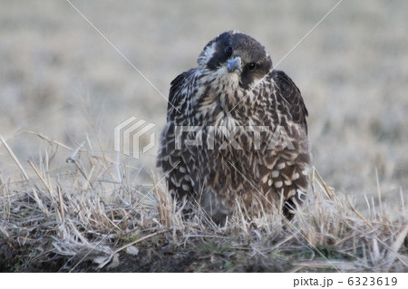 ハヤブサの幼鳥 6323619
