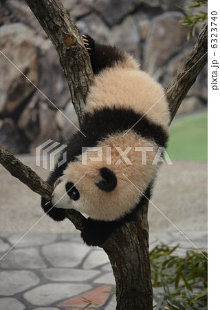 木登り赤ちゃんパンダ(生後5か月) 木登り赤ちゃんパンダ(生後5か月) 6323740