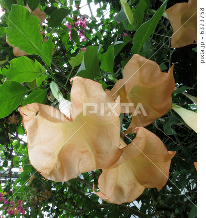 エンジェルストランペット エンジェルストランペット 6323758