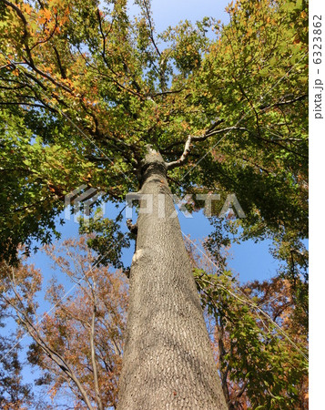 モミジバフウ 6323862