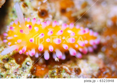 ウミウシ 6323948