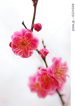 八重咲きの紅梅 6324309