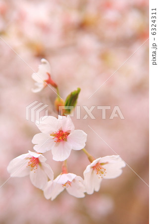 桜の花 クローズアップ撮影 桜の花 クローズアップ撮影 6324311