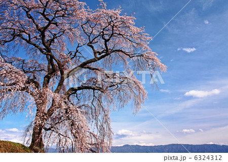 麻績の里 石塚桜 麻績の里 石塚桜 6324312
