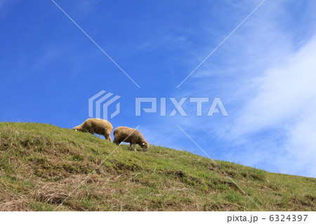 羊の丘 6324397