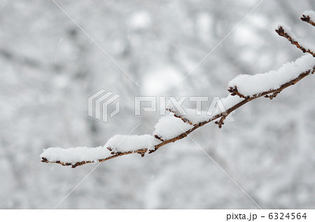 雪の中の桜の冬芽(2013年1月14日 成人の日に撮影) 雪の中の桜の冬芽(2013年1月14日 成人の日に撮影) 6324564