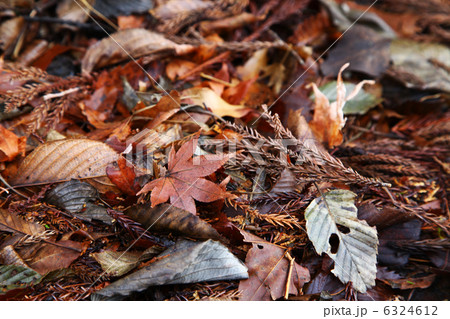 落ち葉 落ち葉 6324612