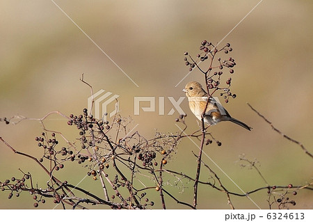 つぶらな瞳のベニマシコ雌 6324613