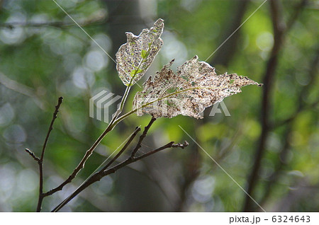 虫食い葉 6324643