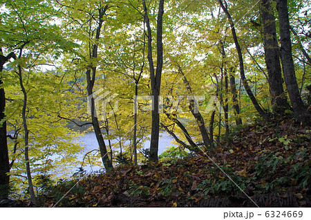 野幌森林公園の秋 野幌森林公園の秋 6324669