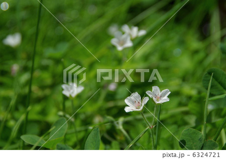 ゲンノショウコ ゲンノショウコ 6324721