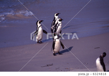 ケープペンギン 6324818