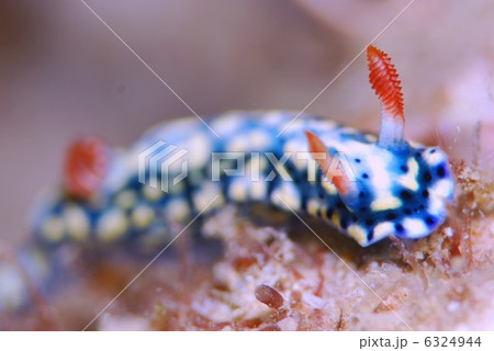 ウミウシ ウミウシ 6324944