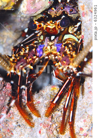 リュウキュウイセエビ 6324961