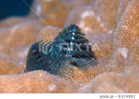 イバラカンザシ 6324962