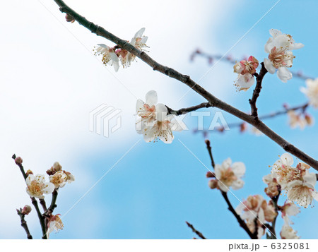 梅の木 梅の花 白梅 梅の木 梅の花 白梅 6325081