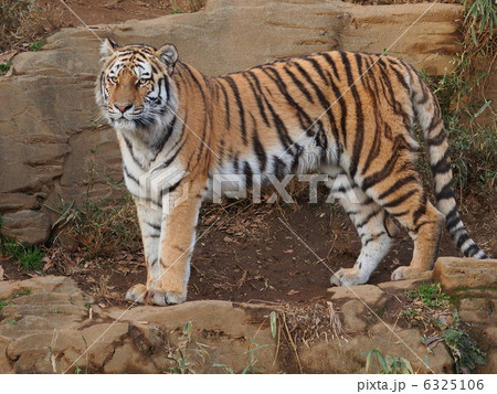 凛々しい立ち姿 凛々しい立ち姿 6325106